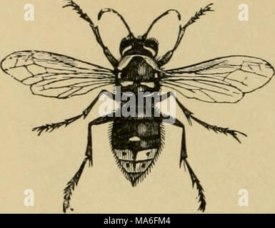 . Elementary entomology . Fig. 423. White-faced wasp (J'espa /iiaciiiahj) well aware. The adults are predacious and feed their young on insects which have been masticated. Not infrequently, where an outbreak of caterpillars occurs, wasps will be seen carrying them off to their nests in considerable numbers; we have observed them at work on the cotton boll-worm and leaf-worms in the South. But two genera are com- mon in the East. Polistes are black ringed with yellow, or are brownish, and have long, spindle-shaped abdo- mens. Their nests are composed of a single comb and are attached by a short Stock Photo