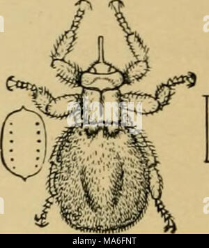 . Elementary entomology . Fig. 382. Sheep-tick {Melaphagiis ovinus) Stock Photo