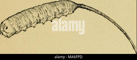 . Elementary entomology . Fig. 369. Rat-tailed maggot, larva of a syrphid fly similar to Fig. 368. (Twice natural size) (After Kellogg) among colonies of plant-lice, around which the flies may be seen hovering, and the maggots devour the aphides greedily, being among their most important natural enemies. Some of the larger species are thickly covered with yellow and black hairs, thus closely resembling bumble-bees, in whose nests their larvae reside. A common species which is often found on windows in fall is known as the drone-fly, from its close resemblance to a honey-bee drone. Its lar- va 