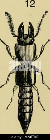 . Elementary text-book of entomology Stock Photo