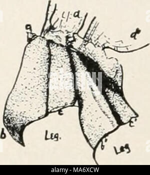 Elementary studies in insect life. Insects. 264 ELEMENTARY STUDIES IN  INSECT LIFE of which dovetails into the mesosternnm. This is the  metasternum. (Fig. 200.) Note that the first abdom- inal segment