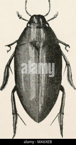 Elementary studies in insect life. Insects. 264 ELEMENTARY STUDIES IN  INSECT LIFE of which dovetails into the mesosternnm. This is the  metasternum. (Fig. 200.) Note that the first abdom- inal segment