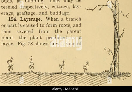 . Elementary principles of agriculture; a text book for the common schools . Fig. 78. Propagating grapes by layering. the grape may be bent down, and covered at inter- vals with moist soil. Roots form at the nodes. (See ^ 68.) After these roots are sufficiently abundant, the vine may be cut into pieces, each piece having roots, and each planted in a new place as a complete plant. Layering is used to propagate grapes, raspberries, dewberries, and many other plants. Strawberries, dew- berries, blackcap raspberries, and many grasses, such as Bermuda grass, Johnson grass, some of the Musquite gras Stock Photo