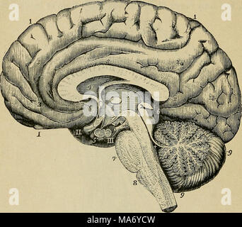 . Elementary physiology . Fig. 103.—Right half of the brain divided by a vertical antero-posterior section (from various sources and from nature. (Allen Thomson.) I, 2, 3, 3«, 3,5, are placed on convolutions of the cerebrum ; 4, the fifth ventricle, and above It the divided corpus callosum ; 5, the third ventricle ; 5', pituitary body ; 6, corpora quadrigemlna and pineal gland ; +, the fourth ventricle ; 7, pons Varolii; 8, medulla oblongata ; g, cerebellum ; I, the olfactory bulb ; 11, the right optic nerve : in, right third nerve. which is known as the isthmus or mid brain. In the mid brain  Stock Photo