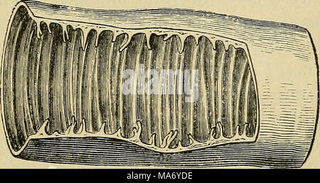 Valvulae Anatomy of the digestive organs, portion of the small intestine ...
