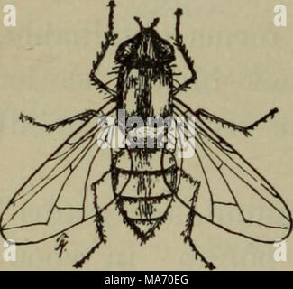 . Elementary lessons in zoölogy : a guide in studying animal life and structure in field and laboratory . Stock Photo