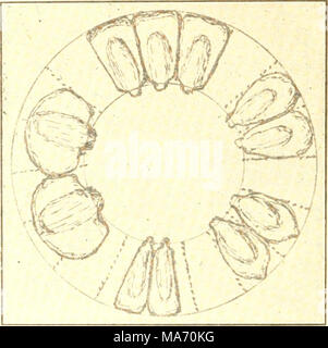 . An elementary laboratory study in crops for the schools of Michigan . Fig. 6.—A study of kernels. The upper three kernels are well proportioned and occupy completely the space between the cir- cumference of the ear and the circumference of the cob. The upper right hand two kernels are poorly shaped, and leave a lot of unoccupied space. The lower right hand two kernels show how the white rice popcorn kernels occupy the space. The lower two kernels are of the shoe-peg type. The left two kernels show the relative shape and position of flint kernels as compared with the upper three dent kernels. Stock Photo