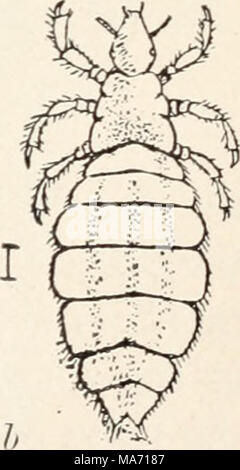 . Elementary entomology . FIG. 165. Sucking lice affecting man. (Greatly enlarged) , crab-louse (Pthirius inguinalis Leach) ; l&gt;, head-louse characters ^Pcdiculus capitis De G.). (a, after Denny ; b, after Packard ; from Osbom, United States Department of Agriculture) eating a degenerate group. The head-louse infests the hair of man, and the body- louse, or grayback, as soldiers term it, lives in and lays its eggs in the seams of clothing. The general appearance, greatly enlarged, Stock Photo