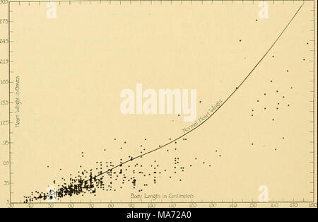 . The effects of inanition and malnutrition upon growth and structure . Fig. 70.—Graph showing the individual weights of the heart, according to body length, in atrophic human cases, newborn to adult, from various sources. The curve of normal heart weight is from data compiled by Prof. R. E. Scammon. It will be noted that, although there is much individual variation, in most cases the heart weight is below normal, the degree of atrophy apparently becoming greater with increasing age and body length. Askanazy ('13) claimed that during inanition relatively the least loss occurs in the heart, bra Stock Photo