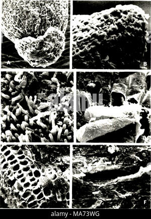 . Effect of depth of rooting on citrus root structure and water absorption. . Stock Photo