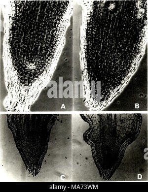 . Effect of depth of rooting on citrus root structure and water absorption. . Stock Photo