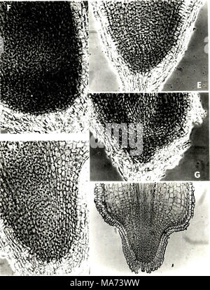 . Effect of depth of rooting on citrus root structure and water absorption. . Stock Photo