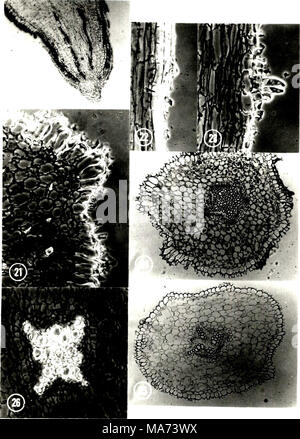 . Effect of depth of rooting on citrus root structure and water absorption. . Stock Photo