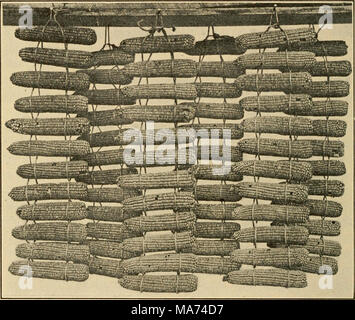 Ears of corn drying on racks and laying out on a tarp; Tambon Mae ...