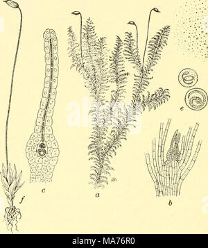 Nature and development of plants . The basal portion of the sporo