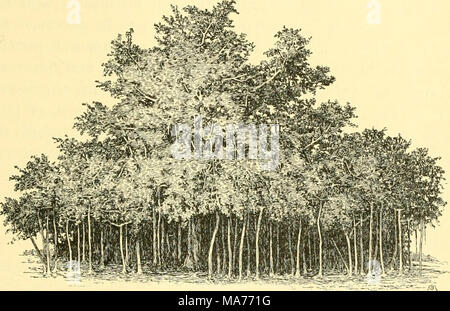 The roots of the banyan tree spread over the ground Stock Photo - Alamy