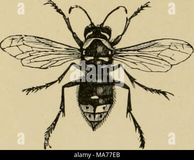 . Elementary entomology . Fig. 423. White-faced wasp (I'e.spa iiiaciilata) well aware. The adults are predacious and feed their young on insects which have been masticated. Not infrequently, where an outbreak of caterpillars occurs, wasps will be seen carrying them off to their nests in considerable numbers; we have observed them at work on the cotton boll-worm and leaf-worms in the South. But two genera are com- mon in the East. Polistcs are black ringed with yellow, or are brownish, and have long, spindle-shaped abdo- mens. Their nests are composed of a single comb and are attached by a shor Stock Photo