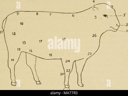 Elementary Agriculture 21 22 Fig 124 Diagram Of A Sheep 1 Muzzle 2 Nostril 3 Eye 4 Ear 5 Throat 6 Withers 7 Back 8 Loin 9 Rump 10 Angle