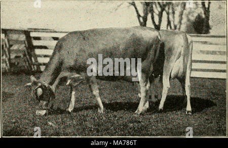 . Elementary agriculture . Fig. 13. The dairy type (Jersey*). udder is soft and fine. The teats are evenly placed and of medium size. The buyer should milk out a few streams to see that the openings are not so small as to make her a hard milker. The milk veins which extend forward from the udder should be large, with many branches, because they supply the blood from which the udder secretes the milk. The Jersey Type. The Jersey cow (Fig. 13) is famous the world over for her rich milk. These cows were the first dairy animals to become popular in our country. They change a large part of their fo Stock Photo