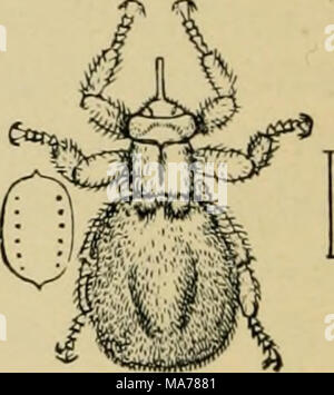. Elementary entomology . Fig. 382. Sheep-tick {Melophagus ovinus) Stock Photo