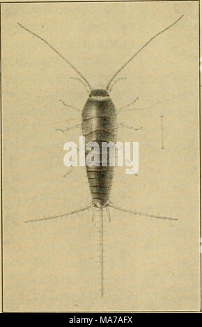 Most Primitive Insect A field guide to insects of the United States, providing identification ...