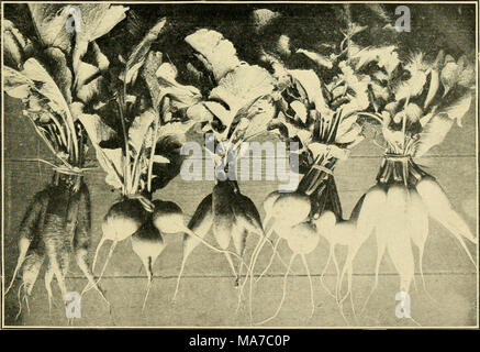 . El cultivo de legumbres en Puerto Rico . FiG. 2.—RÁBANOS Demostrando Tanto el Blanco y el Rojo, Variedades Redondas y Largas. Stock Photo