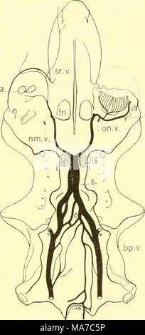 V supraorbitalis outlet