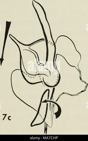 The ejaculatory complex in water The ejaculatory complex in water mites ...