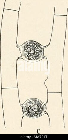 . Einführung in die Biologie . Fig. 15. Mesocarpus. 220/1. gar nichts. Das Protoplasma der einzelnen Zelle ist ringsum von einer Zellulosehaut umschlossen, die der Zelle die Form eines Zylinders gibt, und enthält einen großen plattenförmigen Farbträger mit mehreren Stärkeherden (vgl. S. 18). Der Farbträger kann sich um seine Längs- achse drehen (vgl. S. 162); seitlich liegt ihm der Zellkern an. Durch Teilung der Zellen entstehen lange Fäden, die sich zu dichten Flocken verschlingen. Im Mai oder Juni hören die Zellteilungen oft auf. Dafür treiben in Fäden, die nahe nebeneinander liegen, die Zel Stock Photo