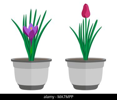Spring and summer colorful flowers in pots. Tulip and crocus in pots, simple vector illustration, isolated on white background Stock Vector