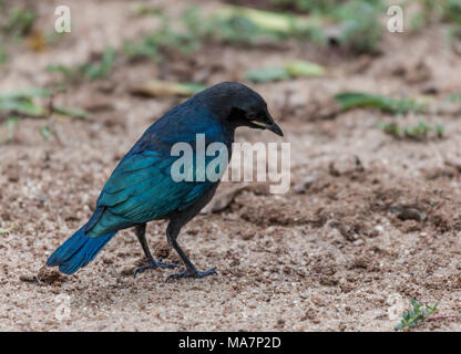 Recently-fledged Burchell's Starling, Lamprotornis australis, in Kruger NP, South Africa Stock Photo