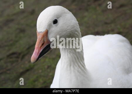 Close up of a white goose showing deep furrows on the neck. Stock Photo