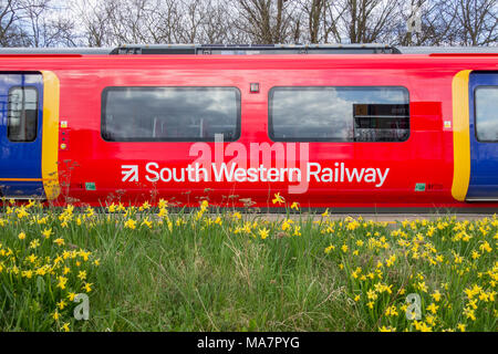 A red, yellow and blue South Western Railway carriage surrounded by daffodils at Barnes Station, London, England, UK Stock Photo