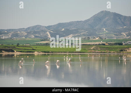 Salt lake of Larnaca and flamingos reflection Stock Photo