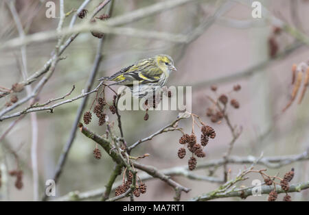 Female siskin (Cardeulis spinus) feeding in alder tree Stock Photo