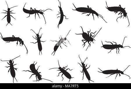 Set of different earwigs isolated on white Stock Vector