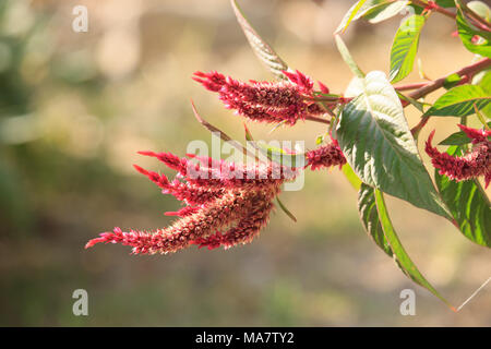 Red Celosia Flowers Stock Photo