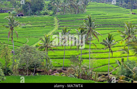 Jatiluwih famous rice terrace on Bali island Stock Photo