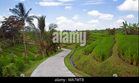 Jatiluwih famous rice terrace on Bali island Stock Photo