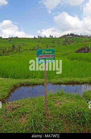 Jatiluwih famous rice terrace on Bali island Stock Photo