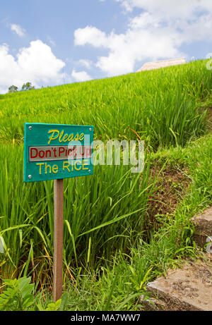 Jatiluwih famous rice terrace on Bali island Stock Photo