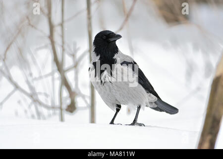 Hooded crow (Corvus cornix) sits with his head turned on the snow in the winter forest. Stock Photo