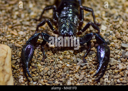 Close up face on macro shot of a Emperor scorpion on a gravel floor. Stock Photo