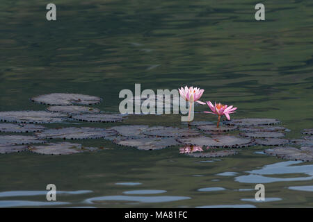 Two pink water lily flowers surrounded by small lily pads in rippling water of a lake or pond. Stock Photo