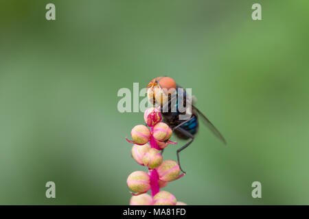 A close up macro shot of a blue bottle fly on pink attractive plant with a blurred green back ground. Stock Photo