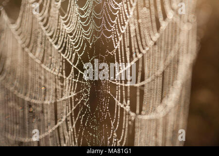 Water droplets in a cobweb at dawn on the edge of woodland, Dorset  England UK GB Stock Photo