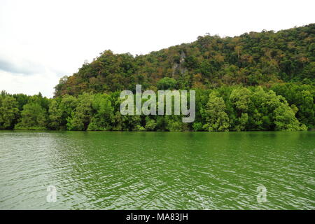 Mangrove, mangrove forest Stock Photo