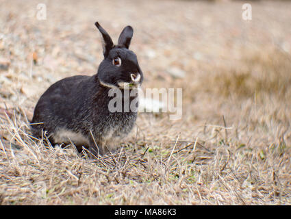 A feral rabbit (Oryctolagus cuniculus), from a domestic Black Silver Marten breed, grazing in the early spring grass, near Noxon, Montana. Stock Photo