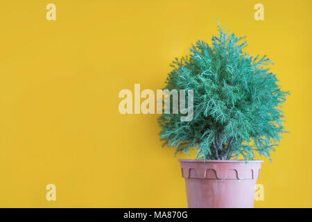 Artificial green plant  with yellow wall, vintage style with selective focus point Stock Photo