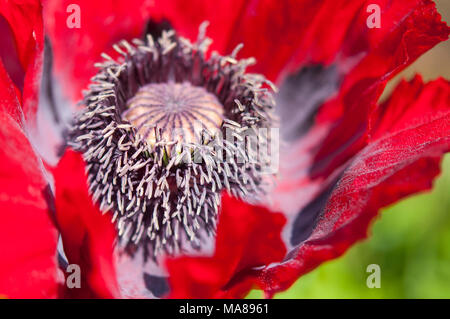 Close up of a large red Poppy flower and its pollen laden anthers. A variety of Papaver Orientale. Stock Photo